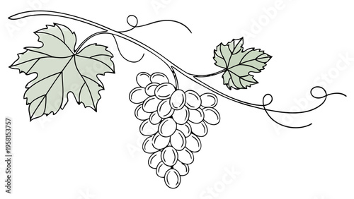 Delicate illustration of a grape cluster with leaves and vine, evoking freshness and nature.