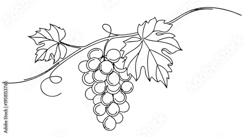Elegant vine with a cluster of grapes and swirling tendrils, a simple line drawing.