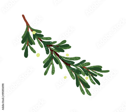 Watercolor pine branch. Evergreen tree for winter holiday decoration. Xmas fir sprig with green needles leaves. Traditional Christmas decor. Flat isolated hand drawn vector illustration on white