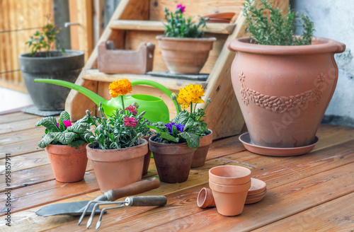 colorful spring flowers potted on the floor of a wooden terrace and terracott...