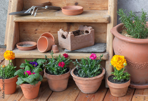 colorful spring flowers potted on the floor of a wooden terrace and terracott...