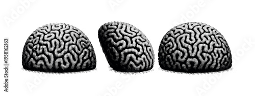 Brain coral dome form A realistic dome-shaped brain coral presented as a single object in three views: frontal dome view, side curvature view, and rear view,