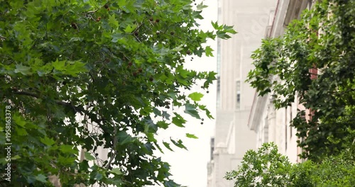 Large deciduous street tree is swaying as camera is slowly revealing light-colored building facades