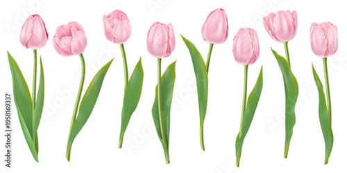 Row of delicate pink tulip flowers in a realistic style. The vibrant green leaves contrast beautifully with soft pink petals. Ideal for spring themes and decorations.