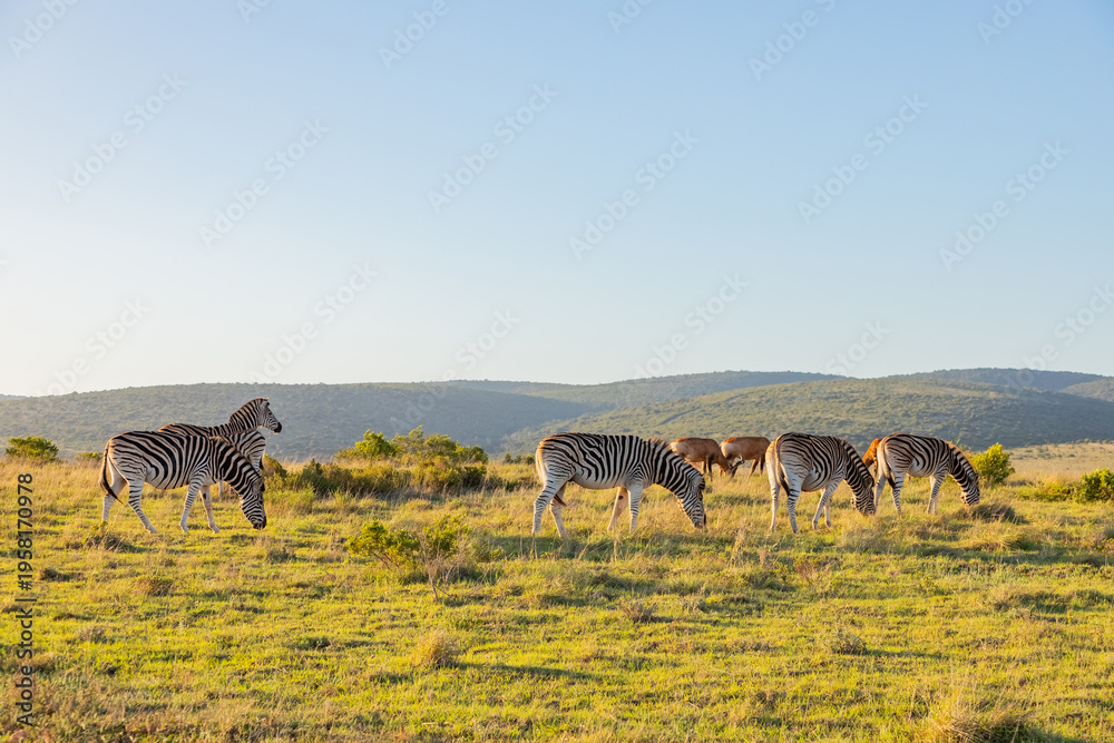 Fototapeta premium Zebra in Addo Elephant Safari Park