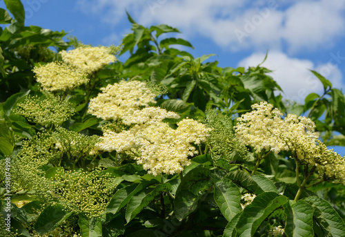 Photos elderflower bloom close up spring flowering plant