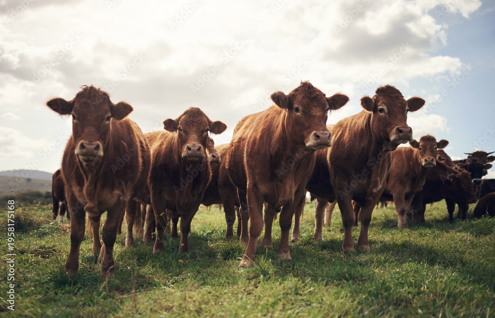 Fototapeta premium Agriculture, animals and herd of cows in field for meat production, pasture grazing or free range. Agro livestock, ranch and cattle farming in countryside for pastoral beef trade, farmland or ecology
