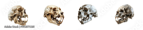 Collection of primate skulls - scientific study as PNG cutout isolated on transparent background