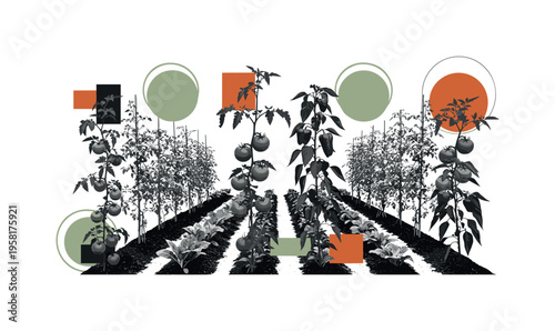 black and white garden rows forming rhythmic agricultural pattern with tomato vines, pepper plants, and leafy greens, circular halos and abstract geometric