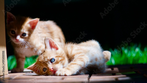 Fotografie Cute young tabby cat exploring nature with a wide-eyed and curious expression