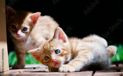 Foto Cute young tabby cat exploring nature with a wide-eyed and curious expression