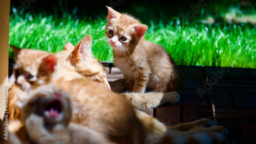 Принти на полотні Cute young tabby cat exploring nature with a wide-eyed and curious expression