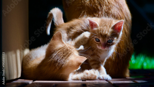 Bilde på lerret Cute young tabby cat exploring nature with a wide-eyed and curious expression