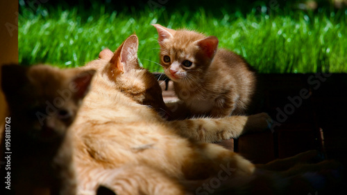 Принти на полотні Cute young tabby cat exploring nature with a wide-eyed and curious expression