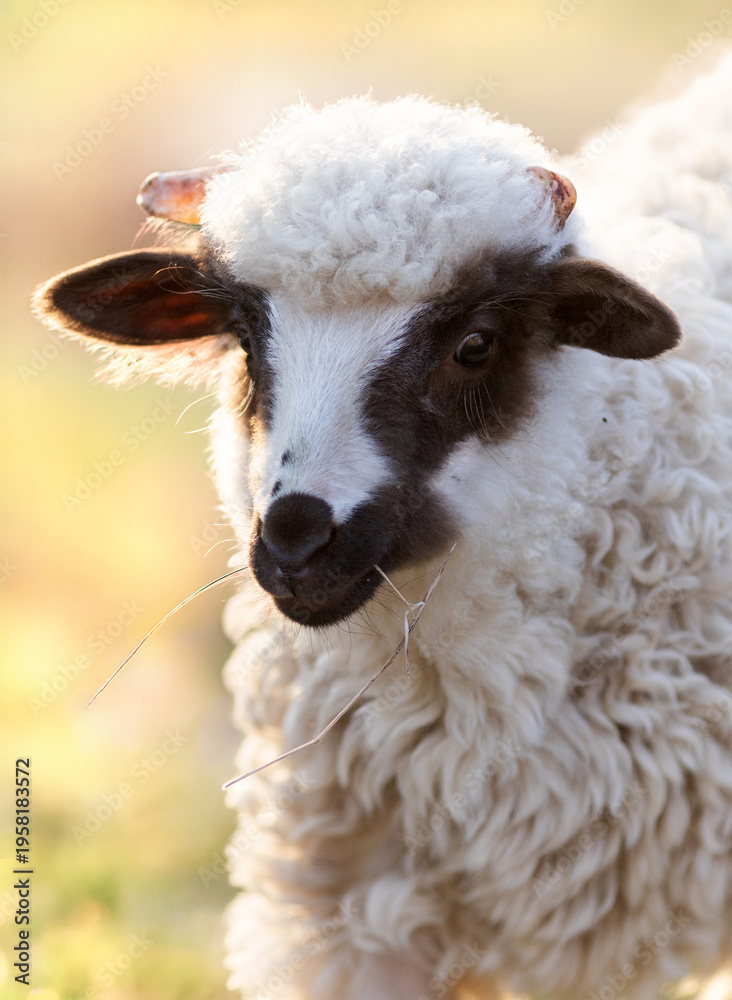 Naklejka premium cute little lamb grazing on meadow