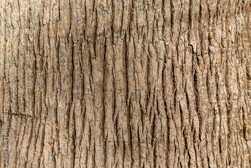 Close-up of tree bark texture background showcasing natural wood patterns and rough grainy surface, ideal for eco-friendly projects and nature-themed designs.