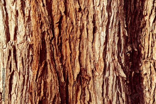 Detailed vertical tree bark pattern: Macro photography of thick, fibrous tree bark in warm earthy tones. Ideal for environmental themes, woodworking concepts, or high-resolution 3D texture mapping.