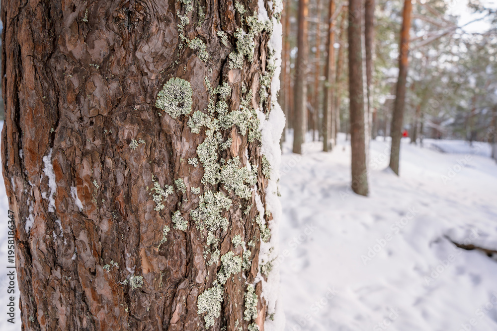 Obraz premium A close-up view of a pine tree trunk covered with patches of light green lichen