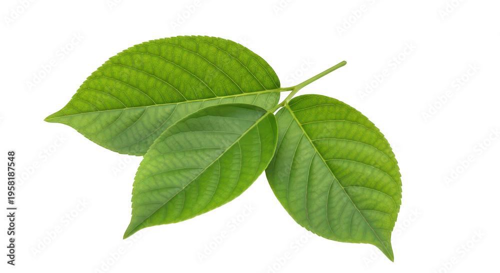 Fototapeta premium Fresh green maple leaves with vibrant texture and delicate veins isolated on transparent background