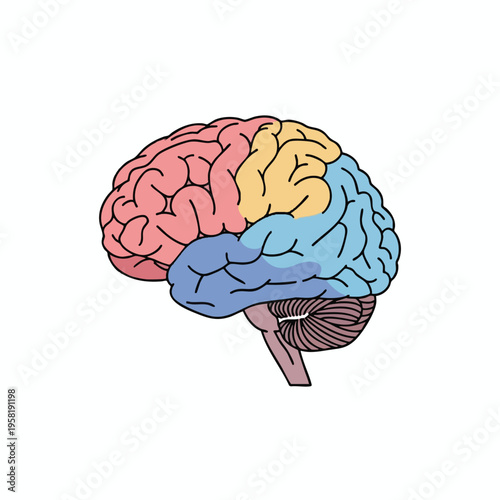 Simplified illustration of a human brain with colored lobes and cerebellum