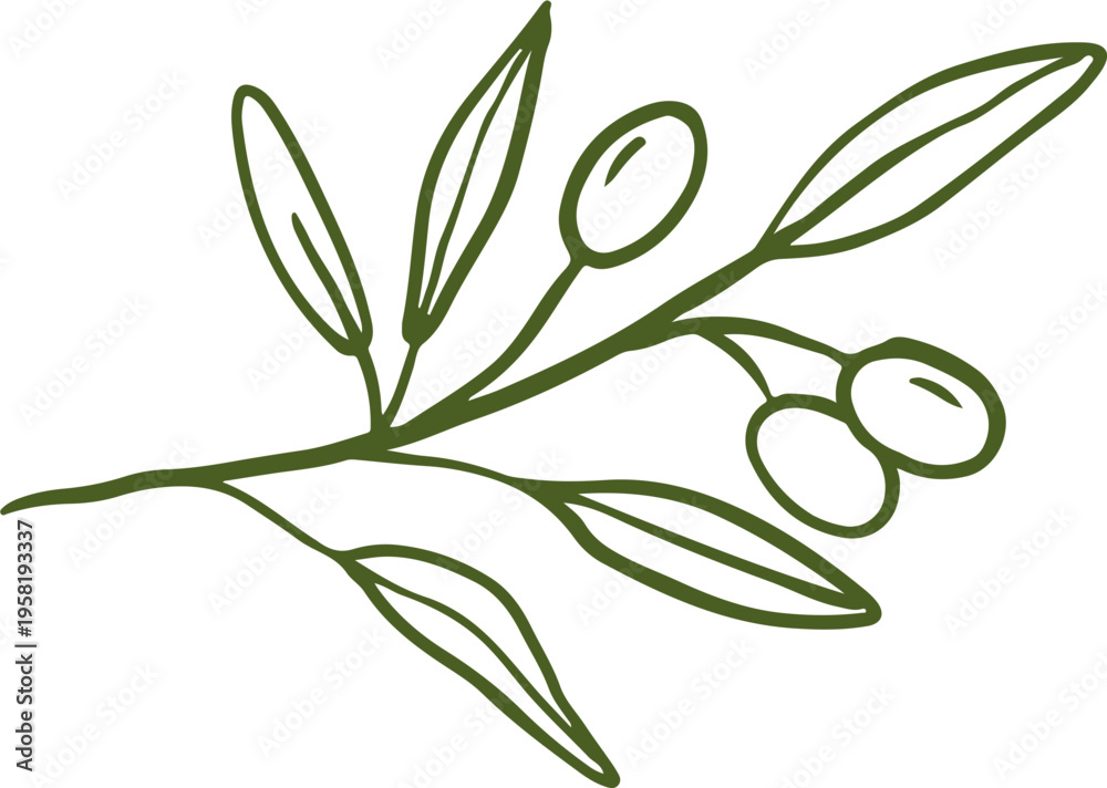 Obraz premium Linear olive tree branch with leaves. Olive oil hand drawn vintage vector line art illustrations series
