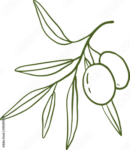 Linear olive tree branch with leaves. Olive oil hand drawn vintage vector line art illustrations series