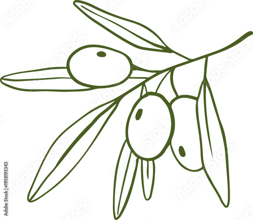 Linear olive tree branch with leaves. Olive oil hand drawn vintage vector line art illustrations series