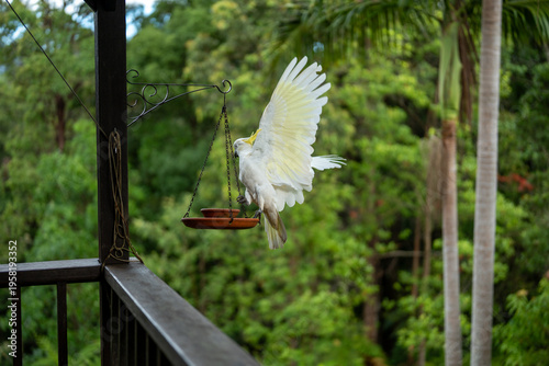 Kakadu Australien Vogel
