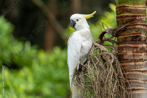 Kakadu Australien Vogel