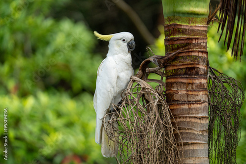 Kakadu Australien Vogel