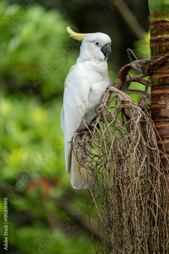 Kakadu Australien Vogel
