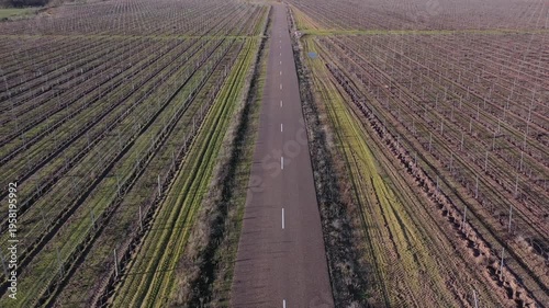 Aerial view of long rural road crossing winter vineyards – countryside transport and agriculture