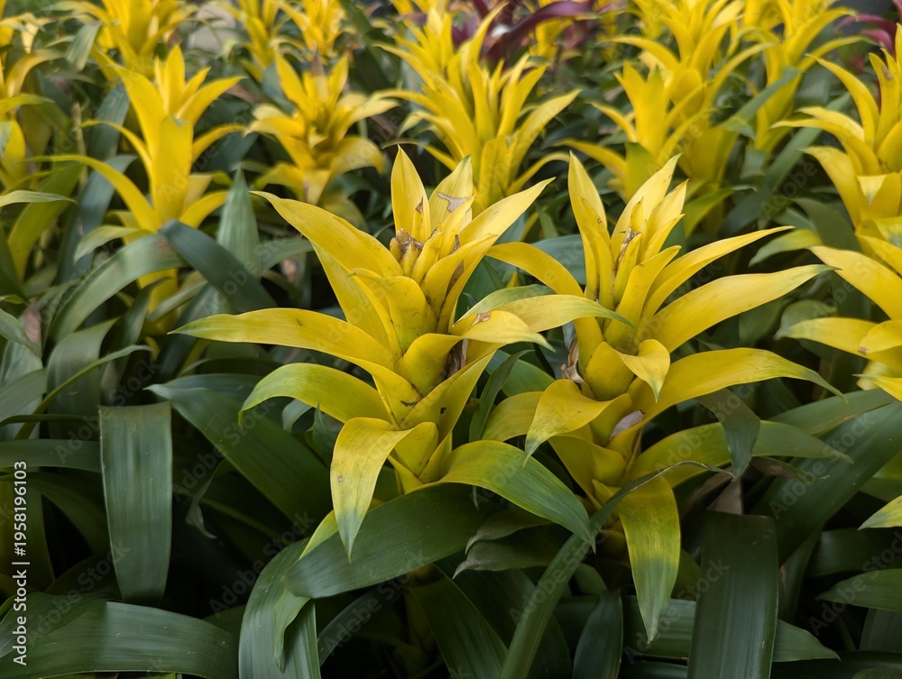 Ταπετσαρία Yellow flowers of Guzmania lingulata