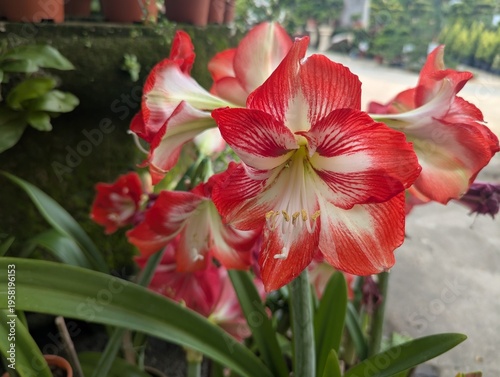 Red and white flowers of Amaryllis bulbs (Hippeastrum reginae)