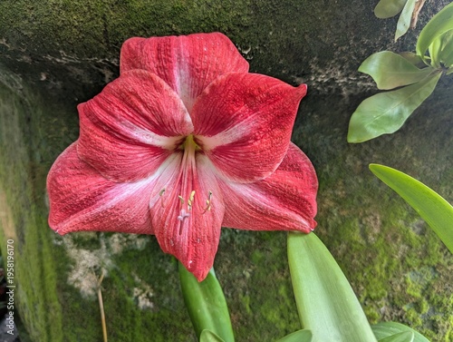 Red and white flowers of Amaryllis bulbs (Hippeastrum reginae)