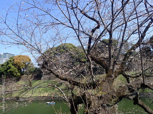 花見シーズン直前の千鳥ヶ淵の桜