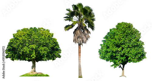 A variety of green trees with different shapes, isolated on a transparent background, suitable for botanical design and landscaping.