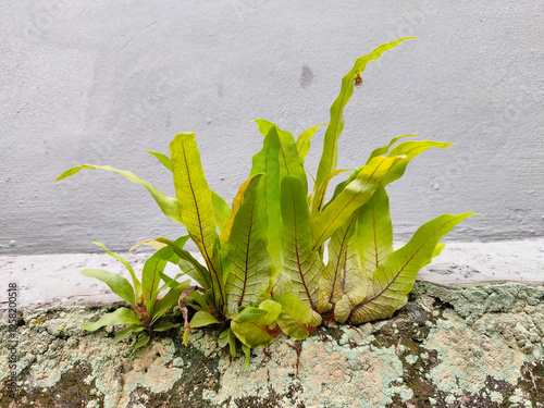 Green fern plant growing from a cracked concrete wall. Wild epiphytic fern with red veins growing on a mossy stone against a plain grey cement background.
