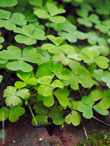 Quadro su tela Close-up of fresh green wood sorrel (Oxalis corniculata) leaves growing on the ground