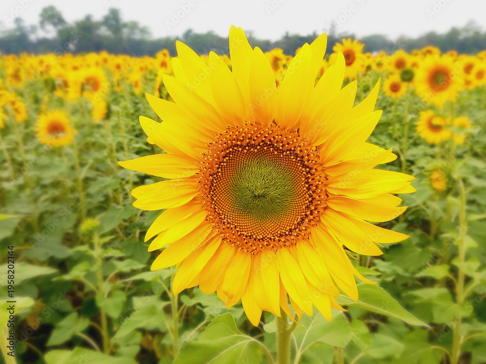 Fototapeta premium Close-up of a bright yellow sunflower in a field. 