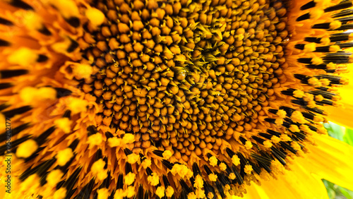 Photos Close-up of Sunflower center with intricate seed pattern.