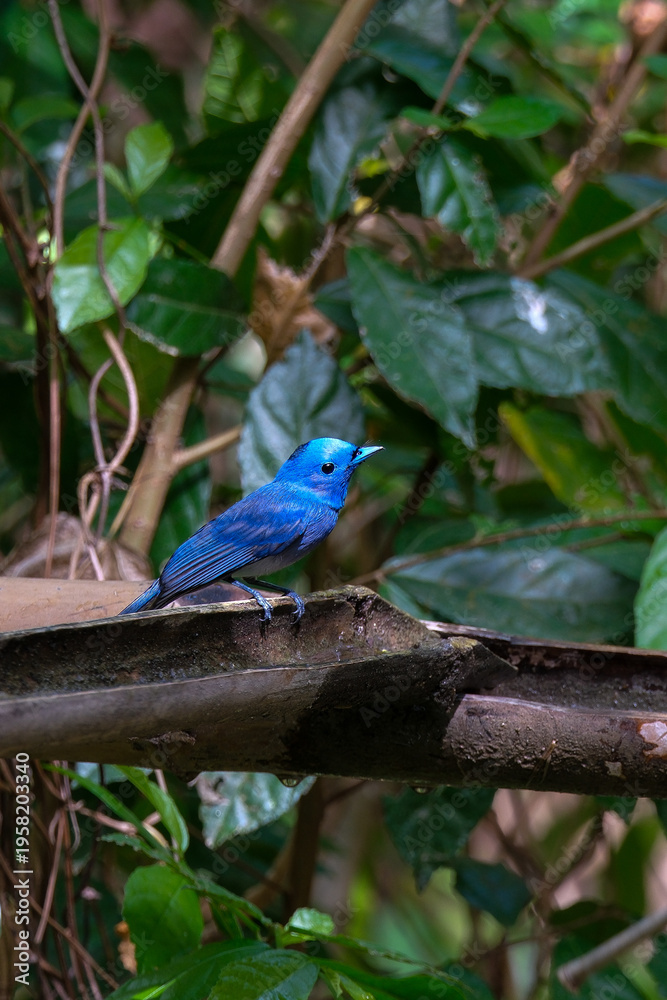 Fototapeta premium blue bird