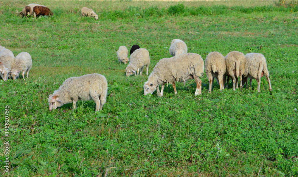 Fototapeta premium Flock of Sheep Grazing in a Green Pasture copy space