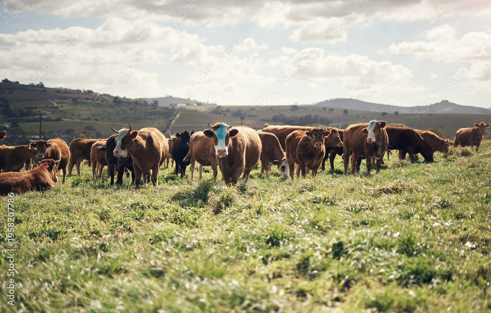 Obraz premium Agriculture, animals and herd of cattle in field for meat production, pasture grazing or free range. Agro livestock, ranch and cow farming in countryside for pastoral beef trade, farmland or ecology