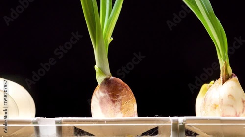 Garlic growth hydroponic timelapse seamless loop plant roots