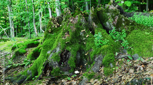 Beautiful wild macro landscape with a stump in green moss.