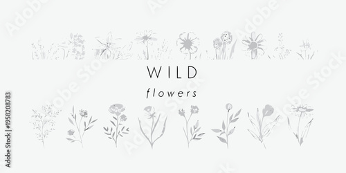Delicate botanical illustration of wildflowers with the word wild displayed