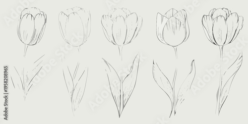 Delicate sketch of five tulips and accompanying leaves in grayscale