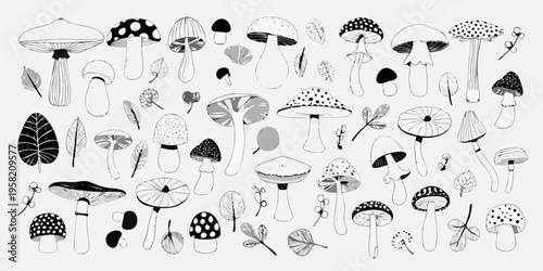 A charming collection of hand drawn mushrooms and scattered foliage