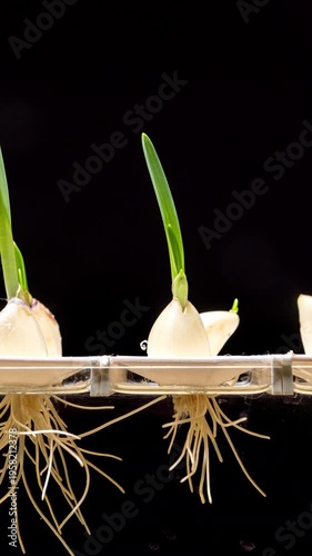 Garlic plant growing hydroponic roots sprout vertical timelapse